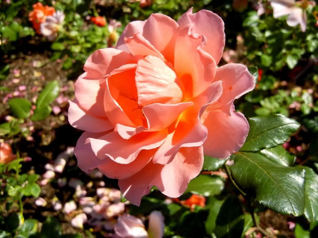 Rosa'Jack's Wish' 