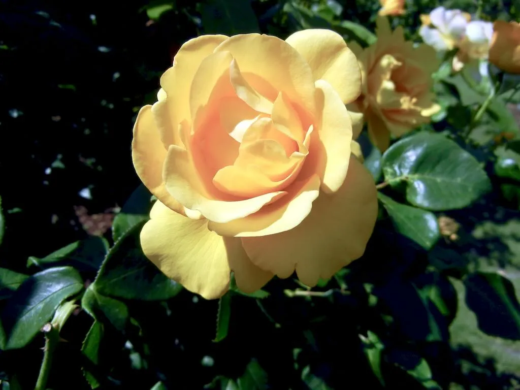 Rosa'Keep Smiling' at Regent's Park