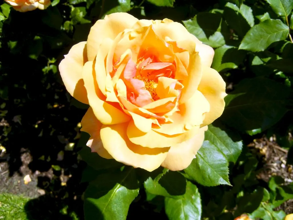 'Pride of Chesire''Pride of Chesire' 