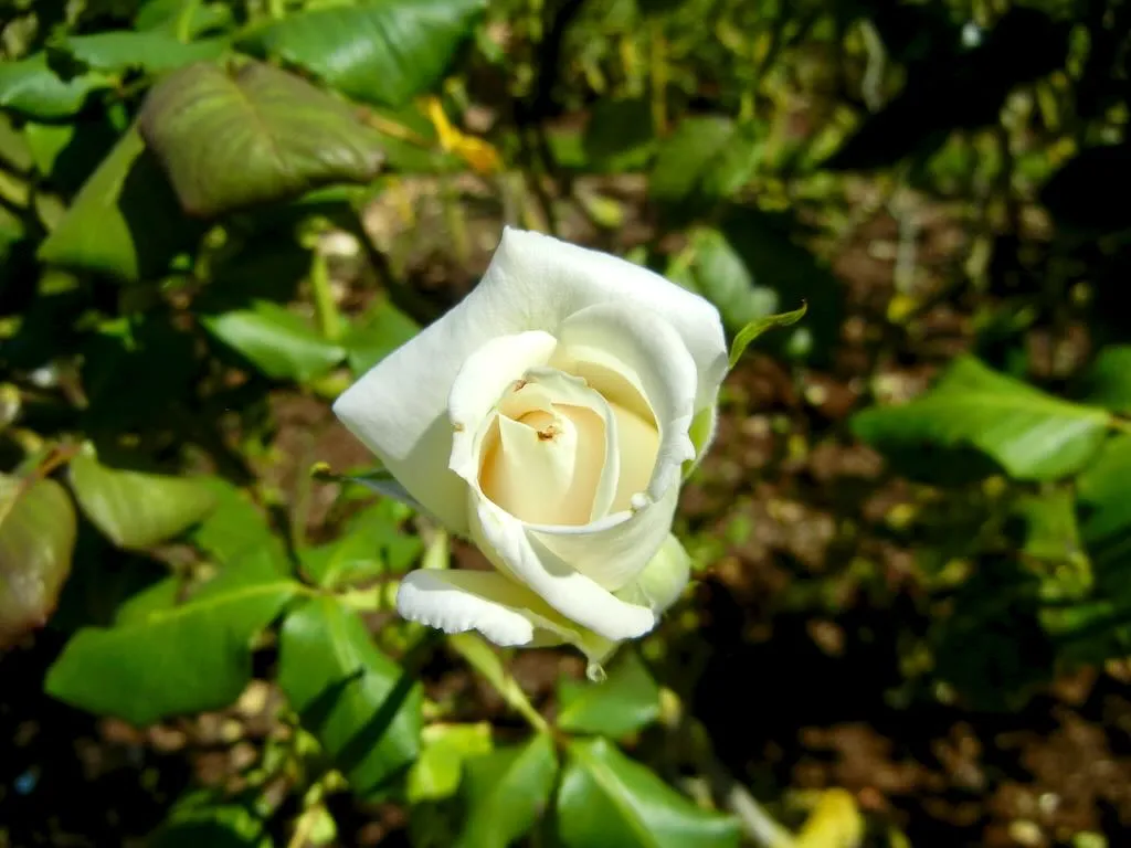 Rosa'Royal Philharmonic', 
