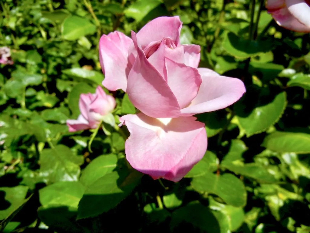 Rosa'Silver Shadow' rose at Regent's Park