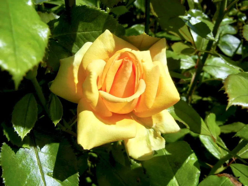 Rosa'Simply the Best' 
