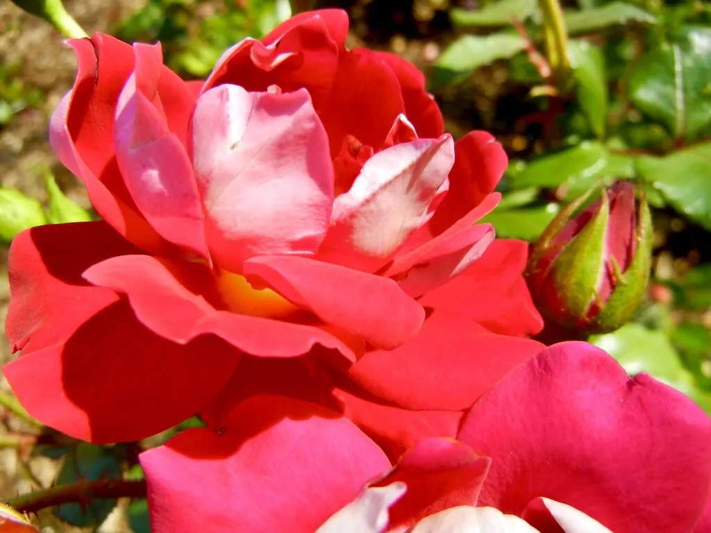Rosa'Take it Easy' 