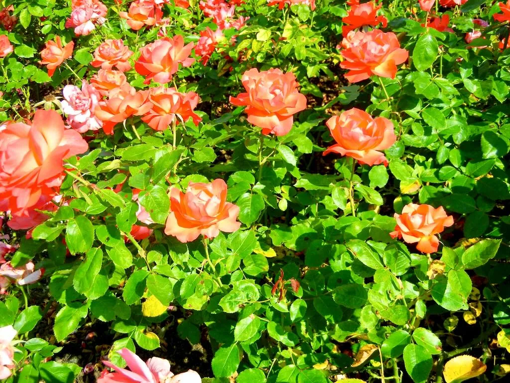 Rosa'Tintinara' Rose at Regent's Park