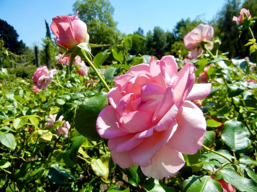 Rosa'Westminster Pink' Rose