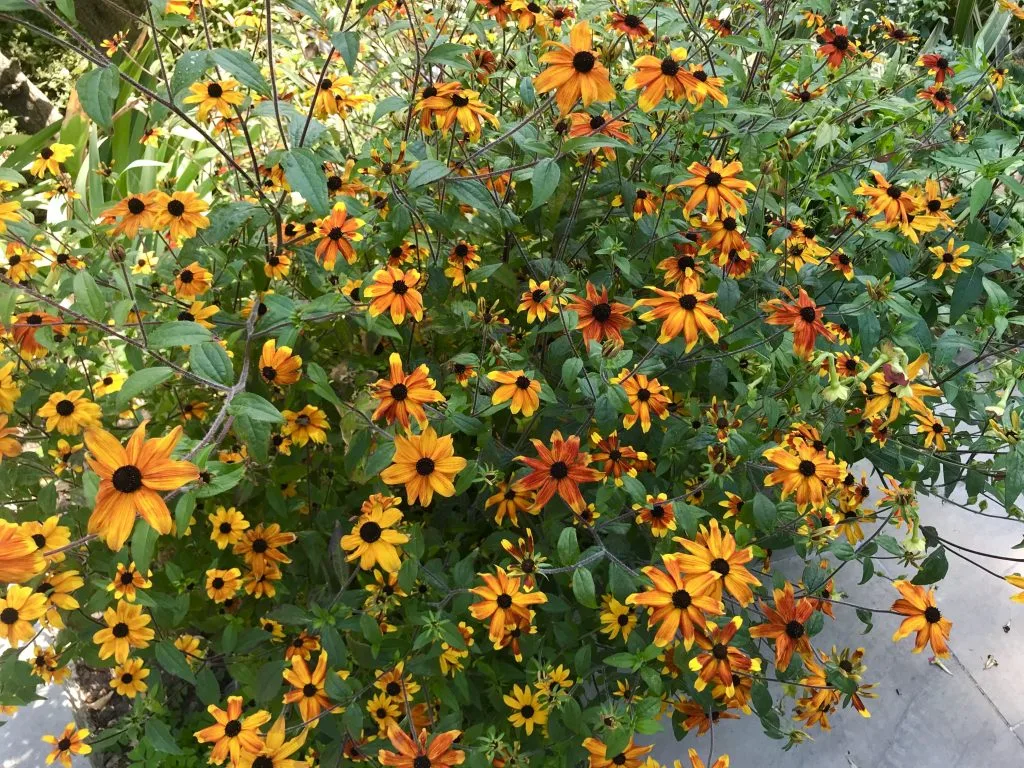 Rudbeckia triloba