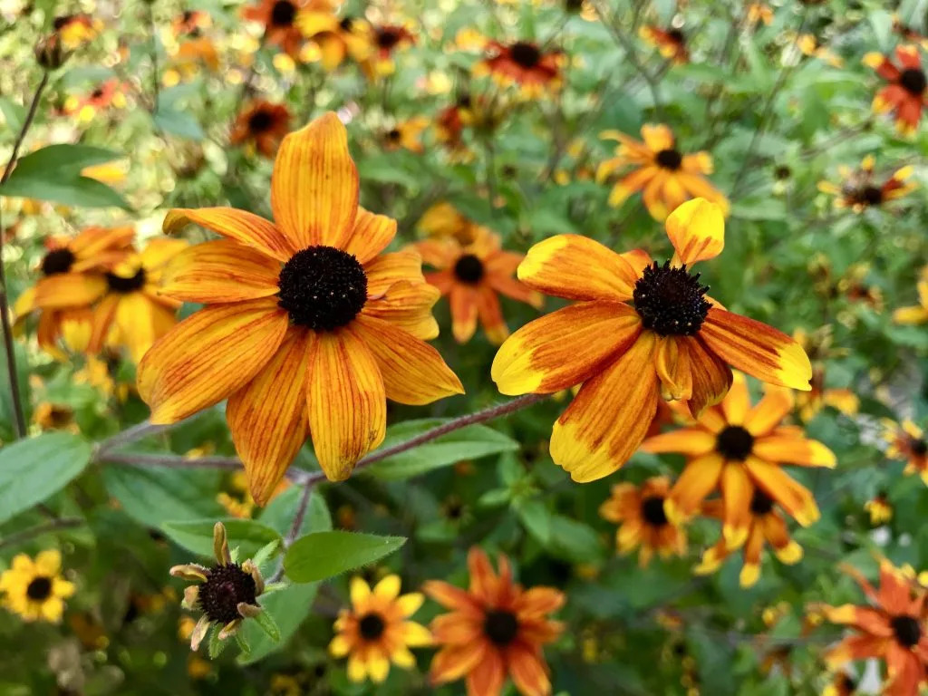 Rudbeckia triloba