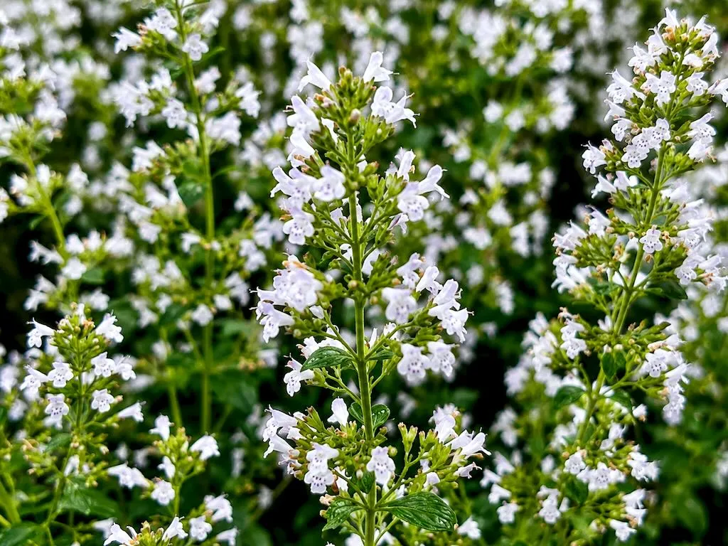 Satureja montana - Online Flower Garden Satureja montana