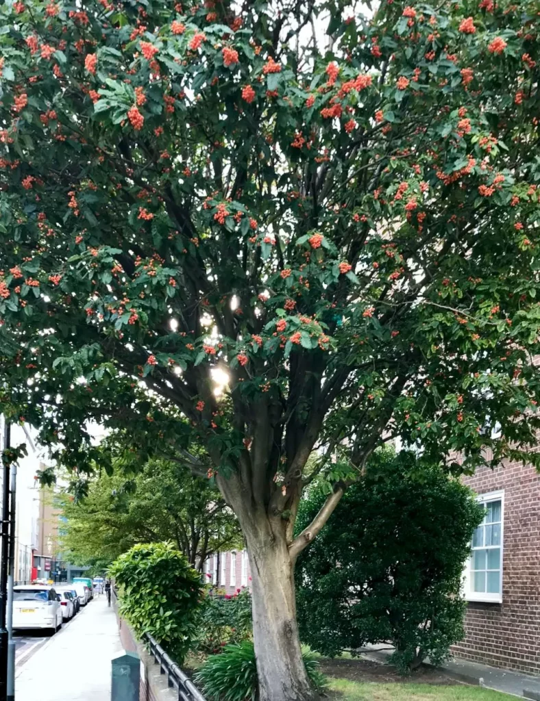 Sorbus x intermedia