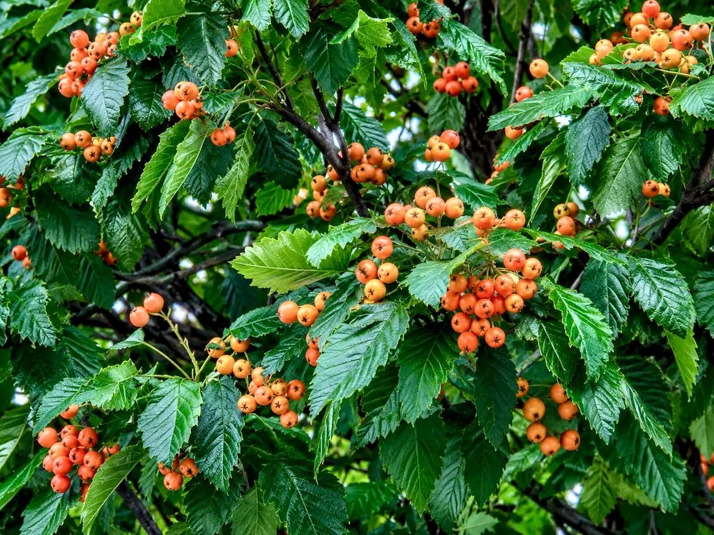 Sorbus x intermedia