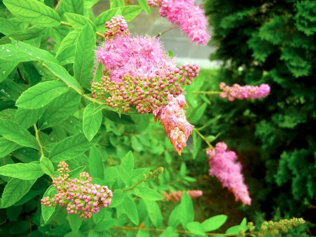 Spiraea douglasii