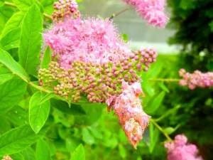 Spiraea douglasii