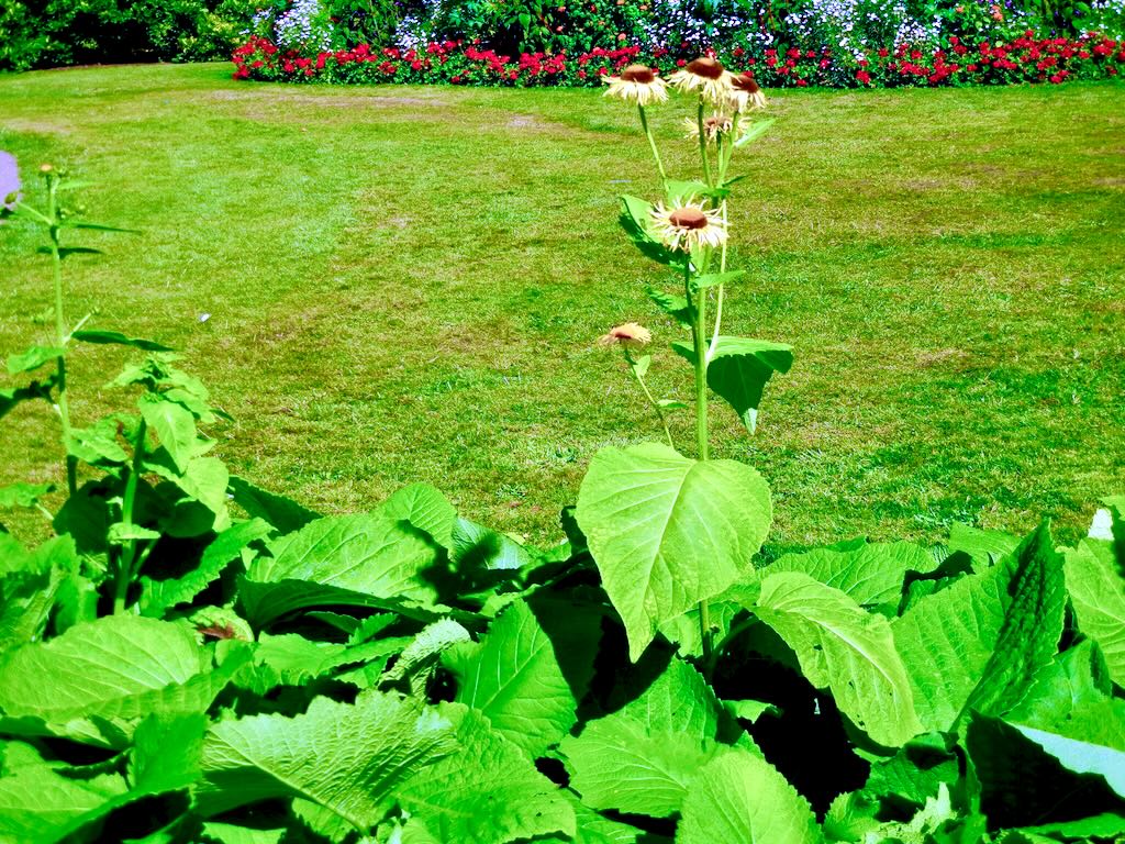 Telekia speciosa-1 - Online Flower Garden Telekia speciosa