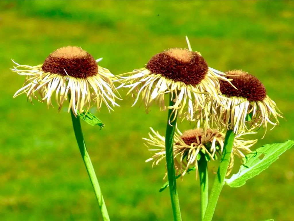 Telekia speciosa - Online Flower Garden Telekia speciosa