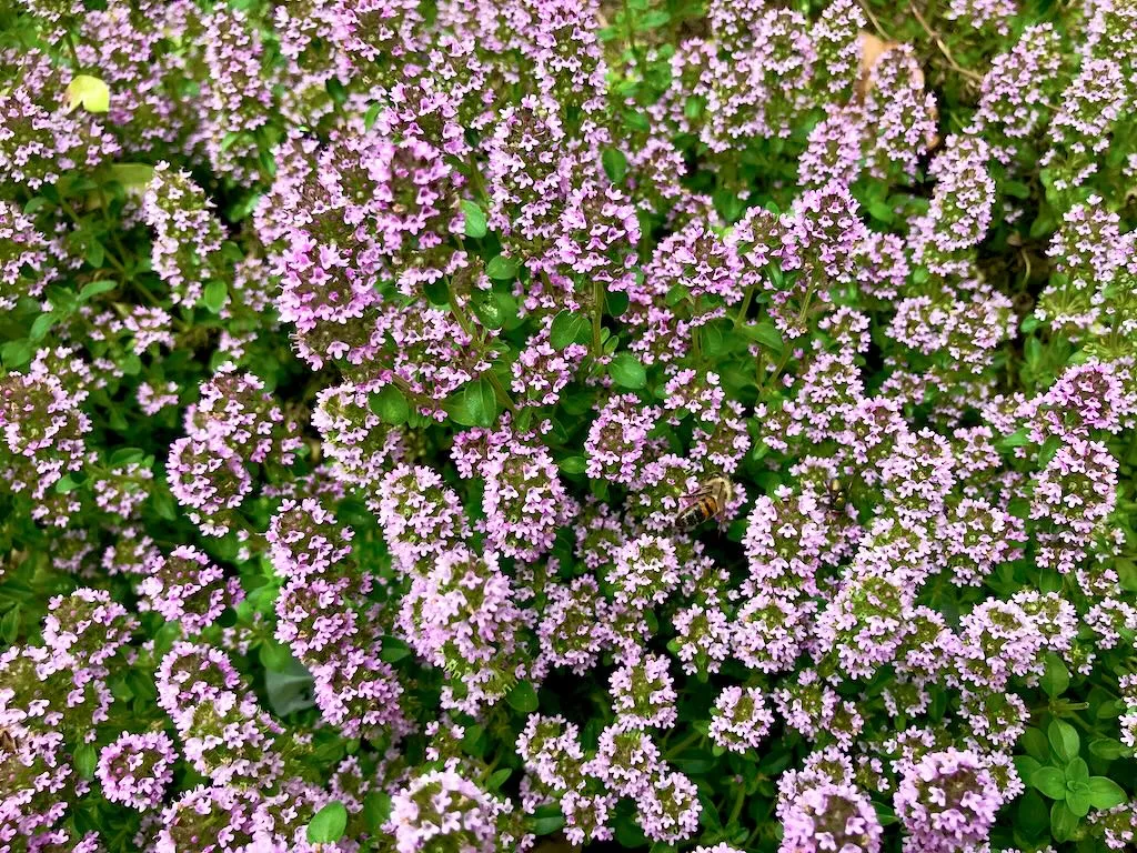 Thymus serpyllum-1 - Online Flower Garden Thymus serpyllum