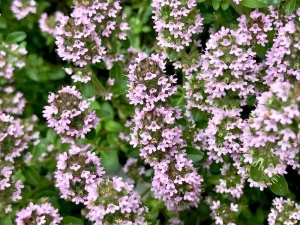 Thymus serpyllum
