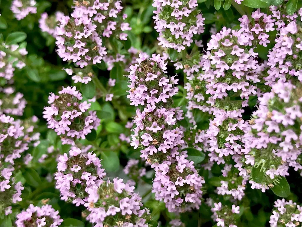 Thymus serpyllum - Online Flower Garden Thymus serpyllum