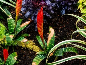 Vriesea splendens