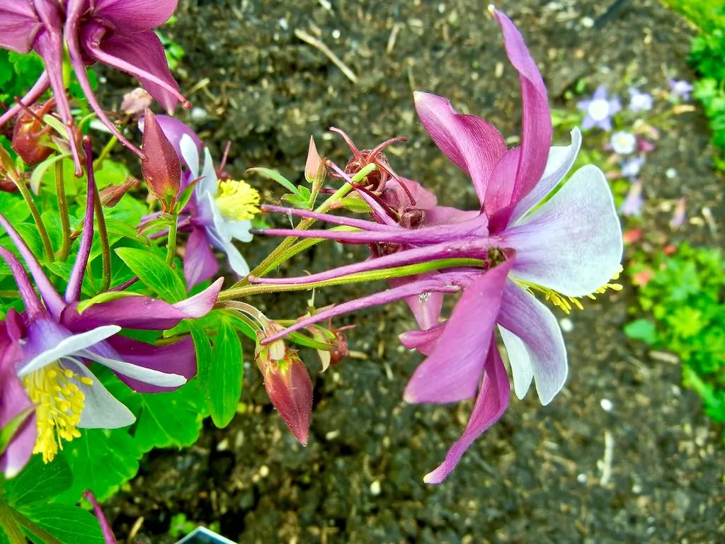 Aquilegia caeruela Swan Lavender-1 - Online Flower Garden Aquilegia caeruela'Swan Lavender'