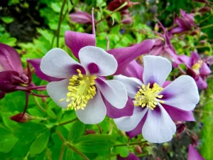 Aquilegia caeruela 'Swan Lavender'