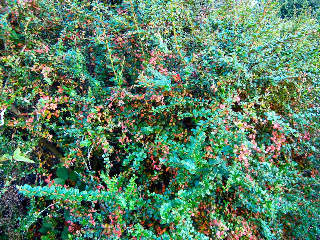 Berberis darwinii