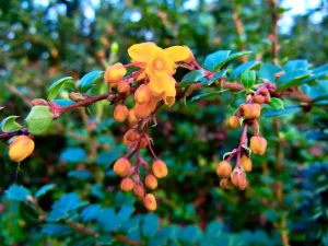 Berberis darwinii