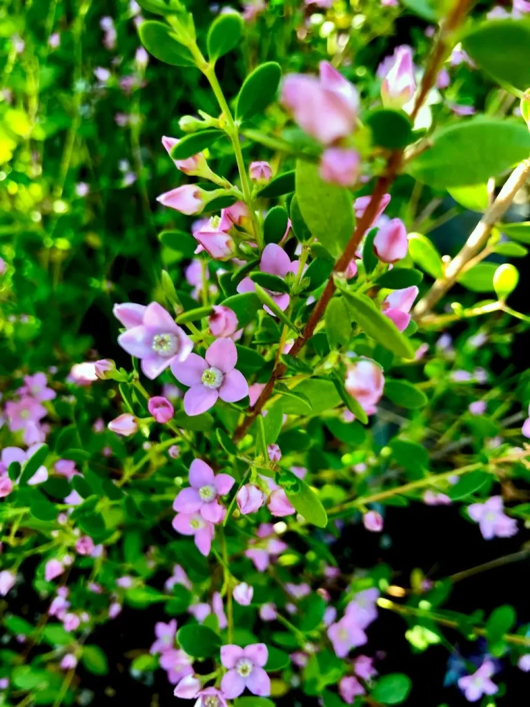 Boronia crenulata Shark Bay-1 - Online Flower Garden Boronia crenulata'Shark Bay'
