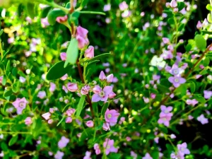 Boronia crenulata 'Shark Bay'
