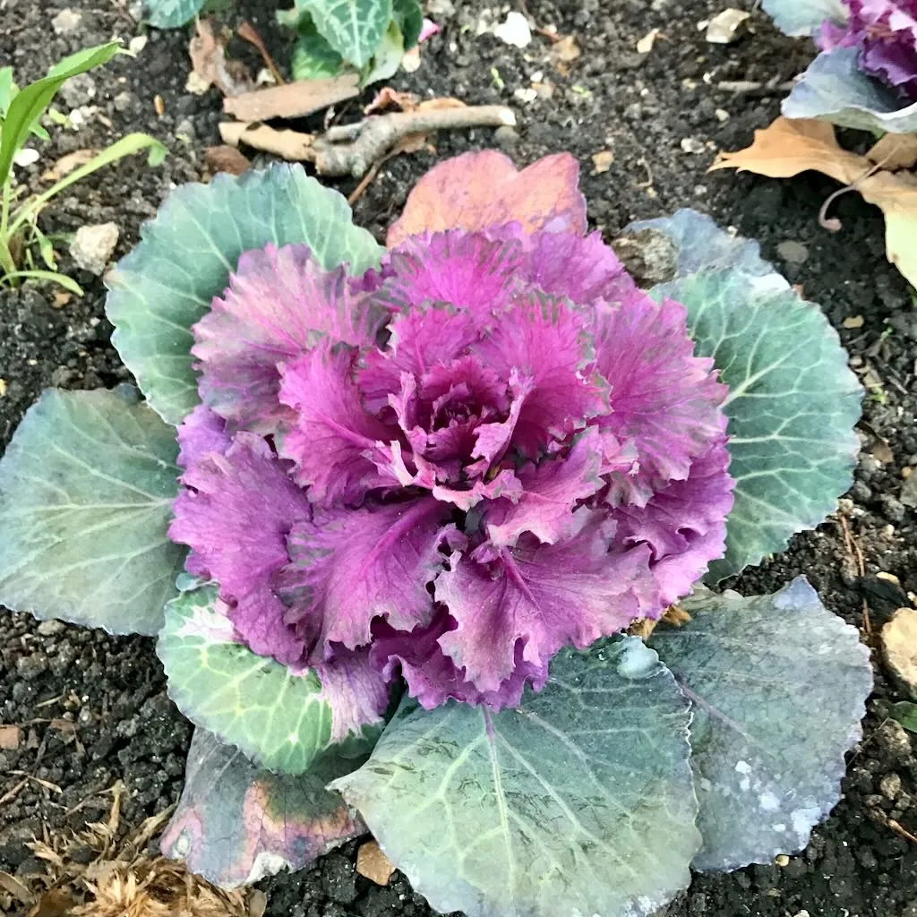Brassica oleracea var. Acephala