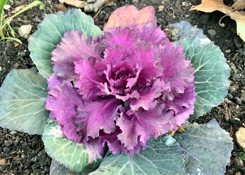 Brassica oleracea var. Acephala