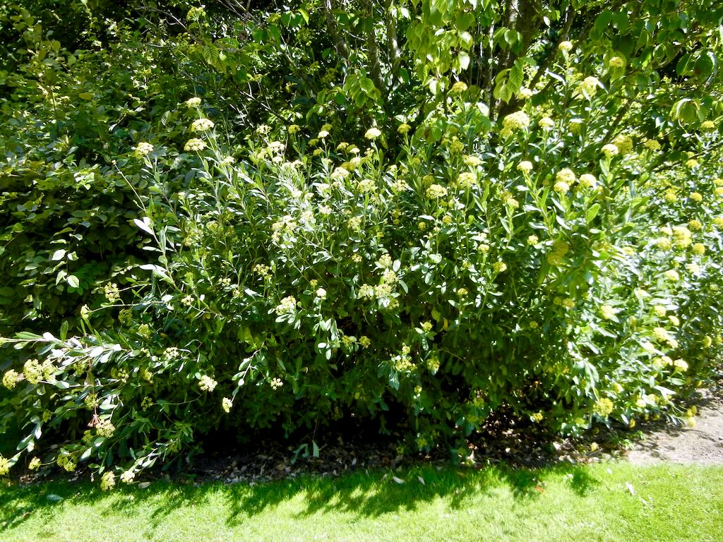Bupleurum fruticosum-1 - Online Flower Garden Bupleurum fruticosum