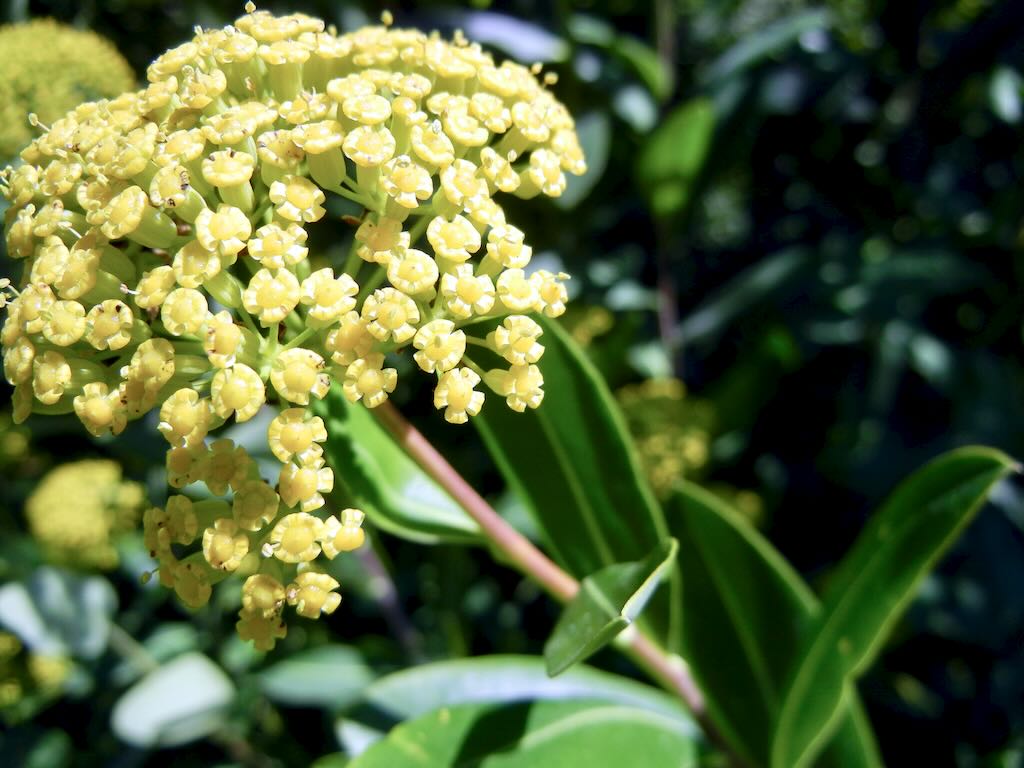 Apiaceae Bupleurum fruticosum