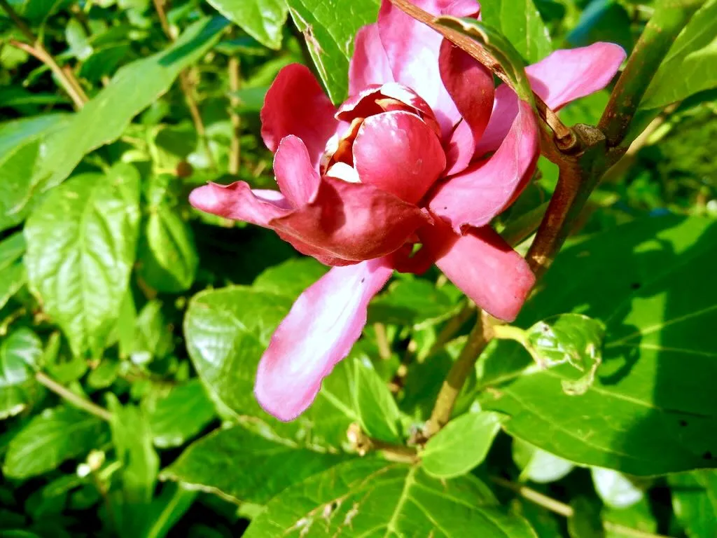 Calycanthus'Aphrodite'