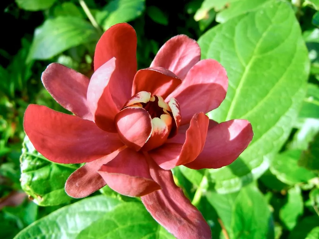 Calycanthus 'Aphrodite'