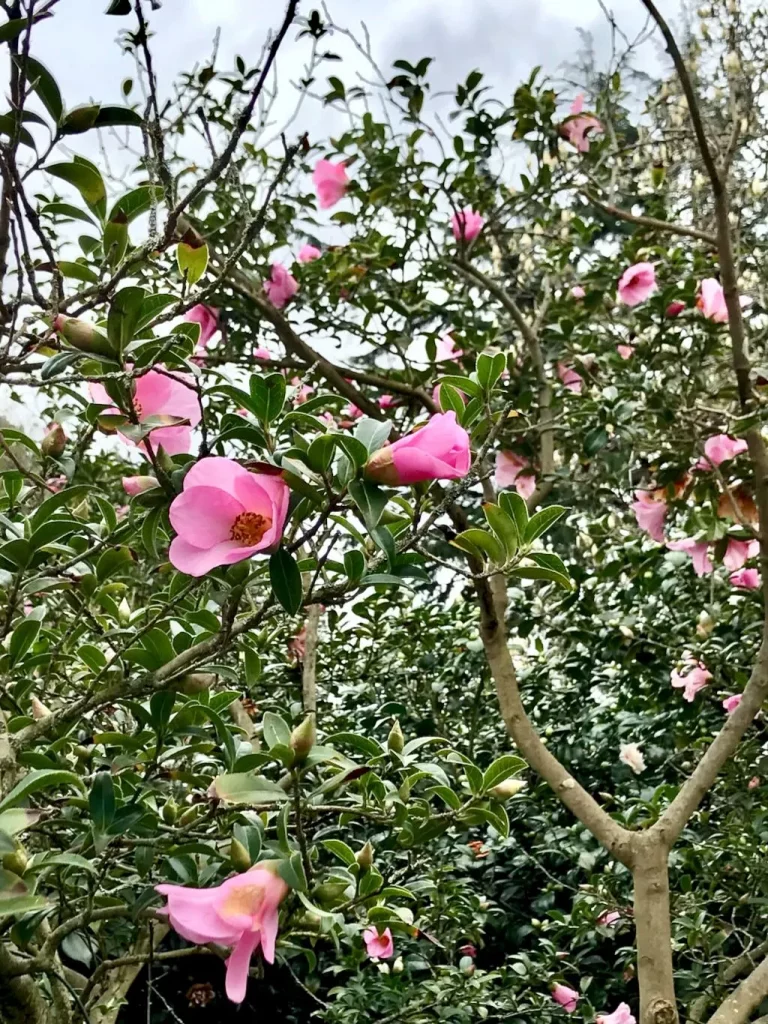 Camellia saluenensis'Dogrose'