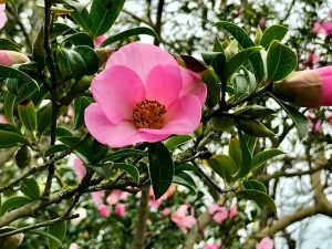 Camellia saluenensis 'Dogrose'