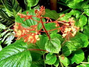 Clerodendrum speciosissimum
