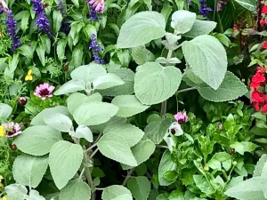 Coleus argentatus or Plectranthus argentatus