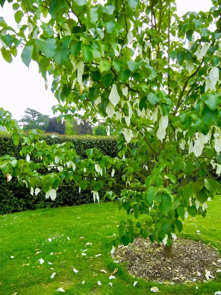 Davidia involucrata