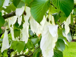 Davidia involucrata