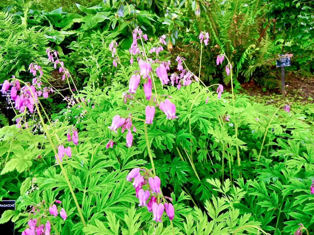 Dicentra formosa-1 - Online Flower Garden Dicentra formosa