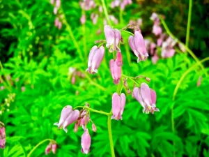 Dicentra formosa