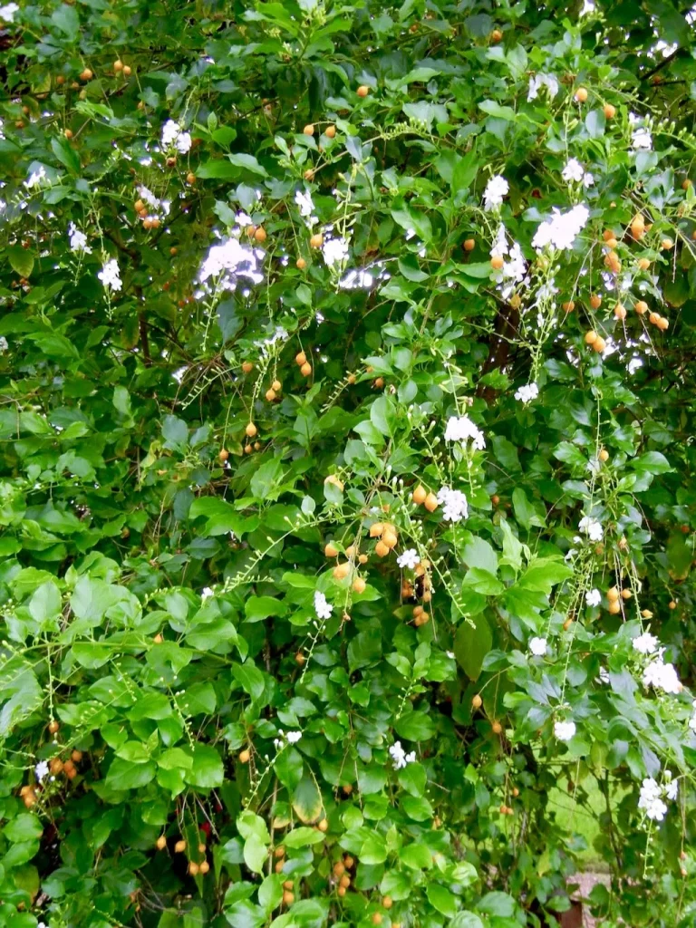 Duranta Erecta Alba-1 - Online Flower Garden Duranta Erecta'Alba'
