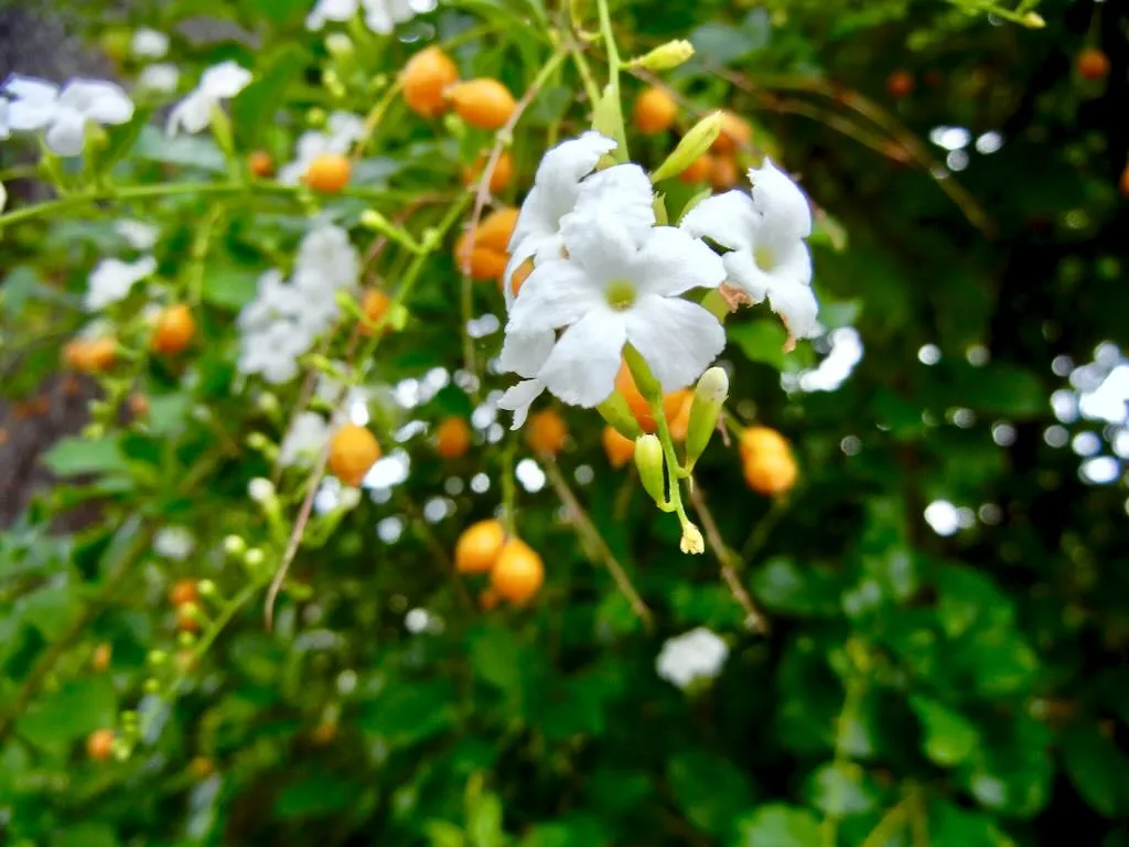 Duranta Erecta 'Alba'