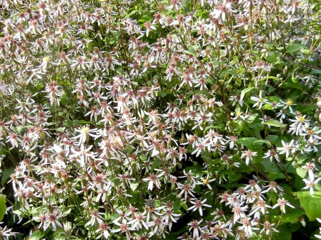 Eurybia divaricata-1 - Online Flower Garden Eurybia divaricata