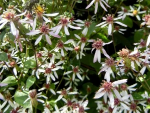 Eurybia divaricata