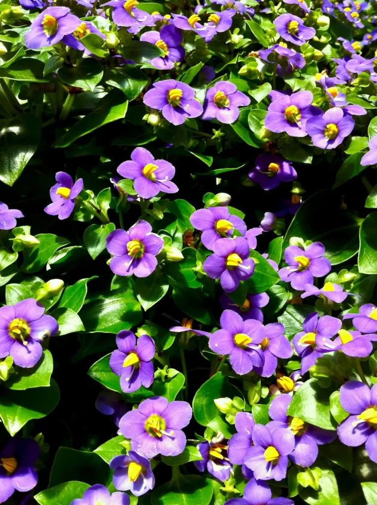 Exacum affine