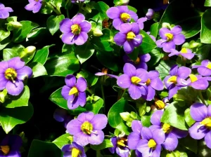 Exacum affine