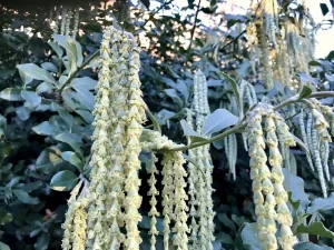 Garrya Elliptica Douglas Ex Lindl.