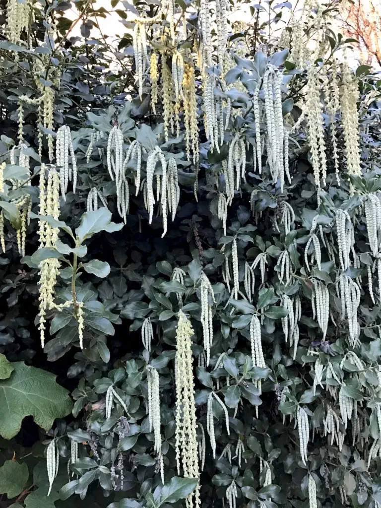 Garrya elliptica Douglas ex Lindl - Online Flower Garden Garrya Elliptica Douglas Ex Lindl.